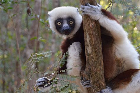 How Are Lemurs And Madagascar Unique Lemur Conservation Network