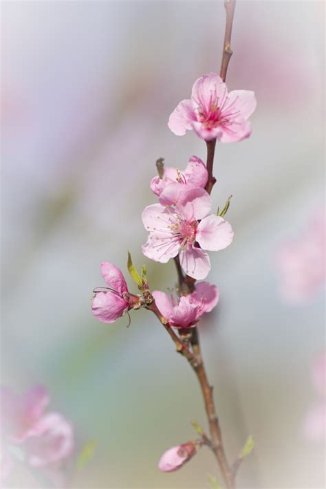 Free Images Nature Branch Fruit Petal Food Produce Botany