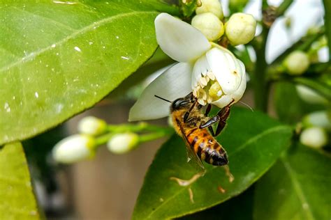 Pourquoi Mon Citronnier Ne Produit Il Pas De Citrons Explications Et