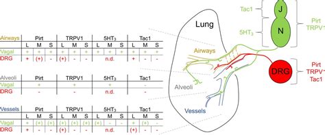 Mapping Of The Sensory Innervation Of The Mouse Lung By Specific Vagal