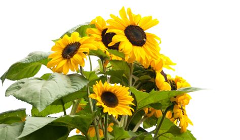 Apprenez Faire Germer Et Faire Pousser Vos Propres Tournesols En Pot