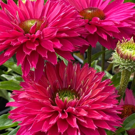 Plantes Vivaces ECHINACEA Sweet Fuchsia SunSeekers Series