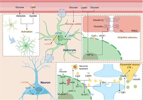 Pathologic Alterations Of Astrocytes In Metabolic Syndrome Leading To Download Scientific