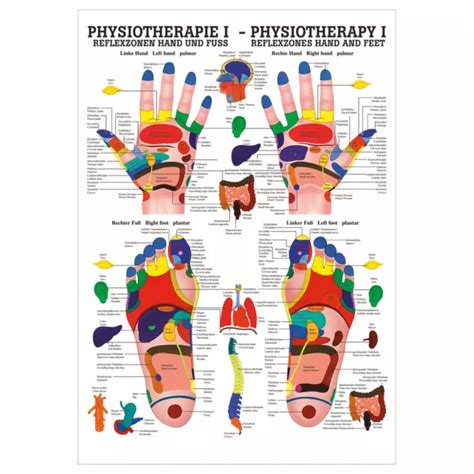 Zones R Flexes Poster Anatomie X Cm Mat Riel P Dagogique M Dical