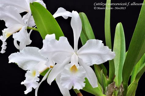 Cattleya Warscewiczii Cattleya Plants Garden