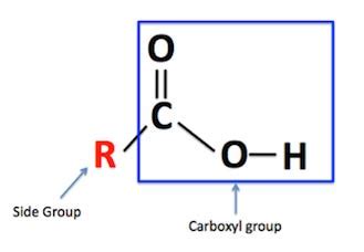 Carboxyl Group