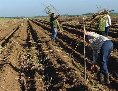 Sembrar caña la primera prioridad en Granma La Demajagua