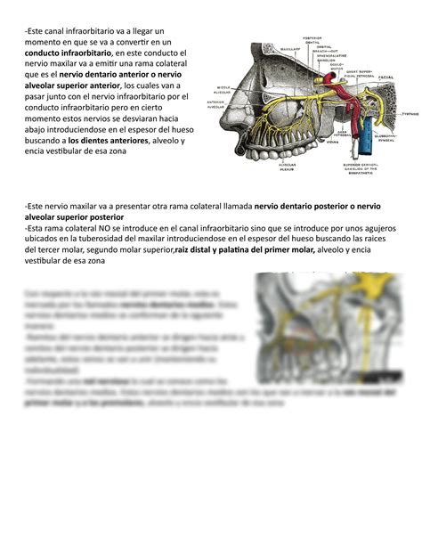 SOLUTION Huesos De La Cara Maxilar Mandibula Cornete Palatino