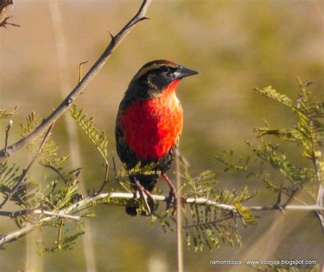 Aves Del Noa Y Algo Mas Pecho Colorado Sturnella Superciliaris