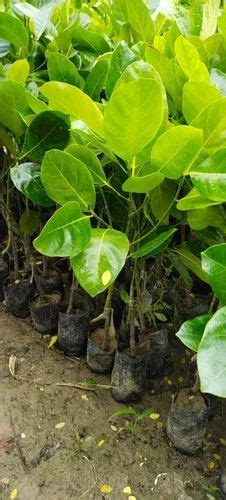 Full Sun Exposure Barahmasi Vietnam Super Early Jackfruit Plant For