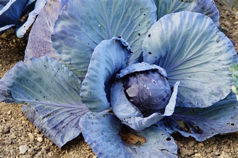 Red Cabbage Growstuff