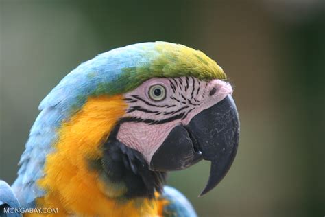 Blue and Gold Macaw