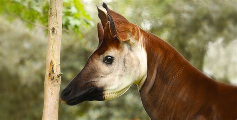 Giraffids Giraffe And Okapi Specialist Group