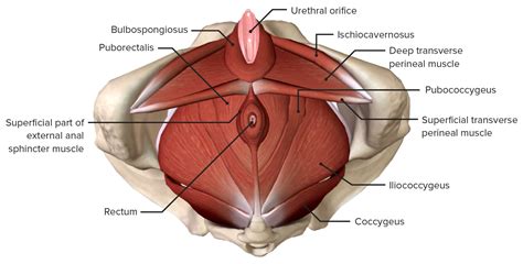 Pelvic Muscles Anatomy Male