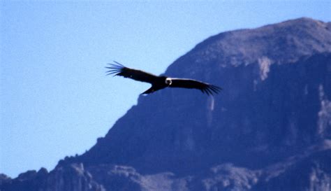 Condor En Vol Oiseaux Animaux Ca On Del R O Colca P Rou