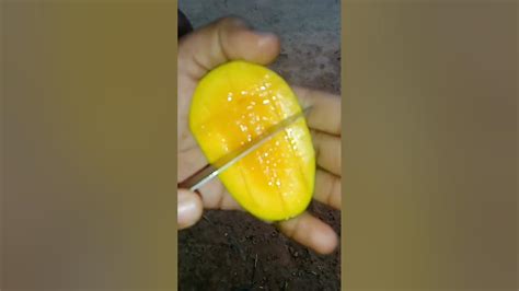 Its A Mango Season 🍃🥭 Youtube