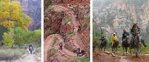 Mule Trips Grand Canyon National Park Us National Park Service