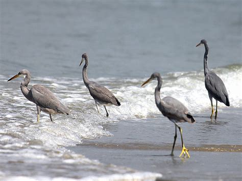 Western Reef Heron Profile Traits Facts Habitat Breeding