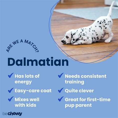 Dalmatian Breed: Characteristics, Care & Photos | BeChewy