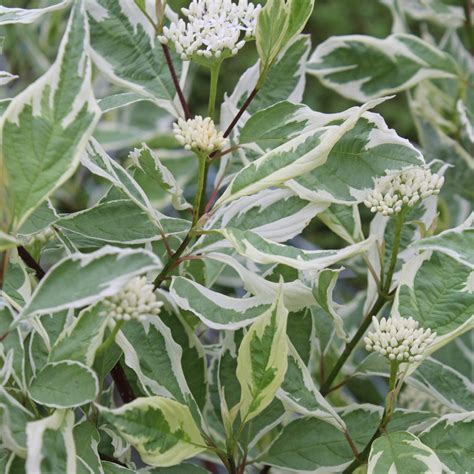 Cornus alba "Elegantissima"