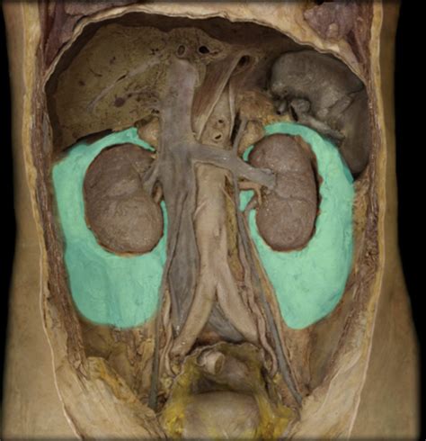 Urinary System Structures Apr Flashcards Quizlet