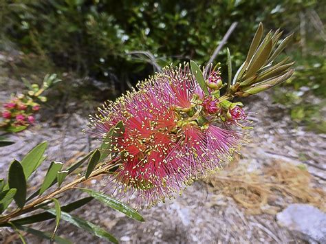 Callistemon ‘pink Champagne Australian Plants Society