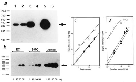 PDF Vascular Aldosterone Biosynthesis And A Link To Angiotensin II