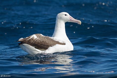 Diomedea Epomophora Aves Fin Del Mundo Tierra Del Fuego Ushuaia