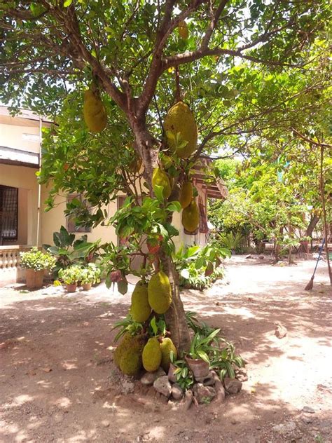 Jackfruit Tree Database Plants