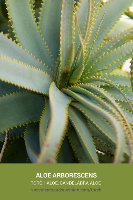 Aloe Arborescens Torch Aloe Succulents And Sunshine