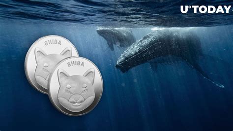 Did Shiba Inu Shib Whales Go Extinct Bizarre Data Raises Questions