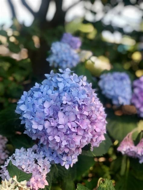 Hortensia Bemesten Complete Gids Moowy