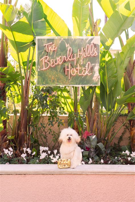 The Toy Poodle, The Beverly Hills Hotel – Gray Malin