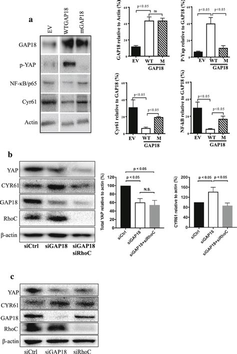 Rhoc Depletion Rescues The Arhgap18 Mediated Effects On Yap Activity A