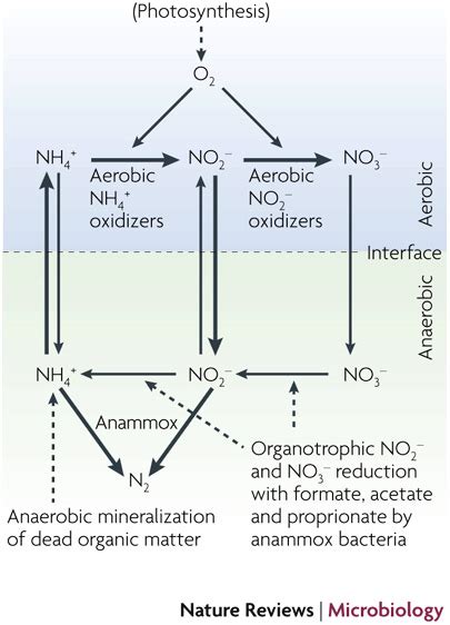 Interaction And Competition Among Aerobic And Anaerobic Nitrifiersan