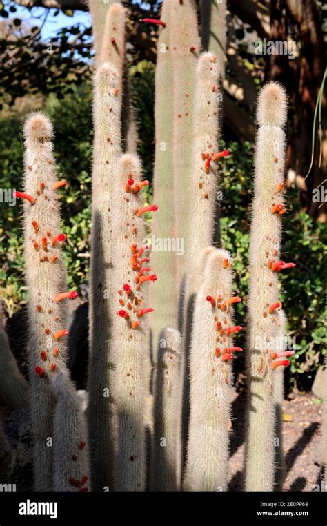 Cleistocactus Hyalacanthus Es Una Especie De Cactus End Mica De