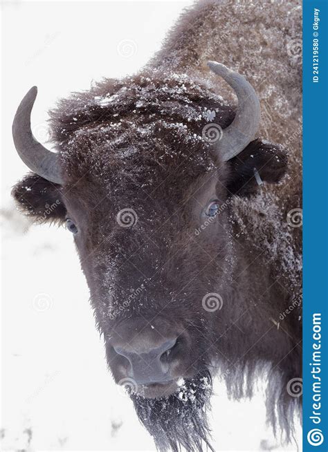 American Bison On The High Plains Of Colorado Rocky Mountain Arsenal