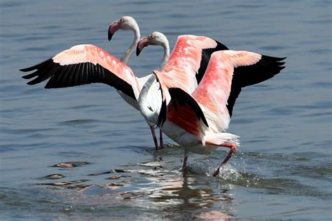 Fenicotteri Rosa Che Stanno Spiccare Il Volo Sulla Spiaggia Di Kuwait