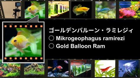 ゴールデンバルーンラミレジィ Mikrogeophagus ramirezi var Gold Balloon Ram YouTube