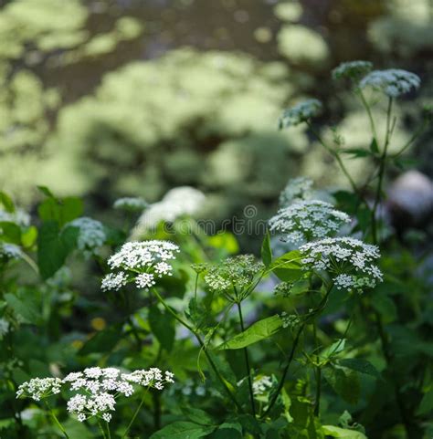 Plants Near Ponds And Lakes Stock Image Image Of Green Colorful