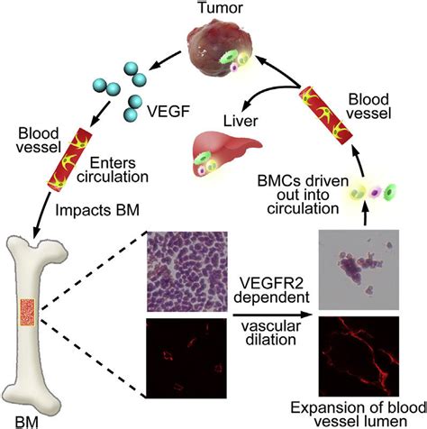 Diagram Of Endocrine Functions Of Tumor Derived VEGF Tumor Derived