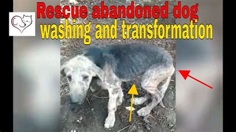 Rescue Abandoned Dog And Washing And Transformation Youtube