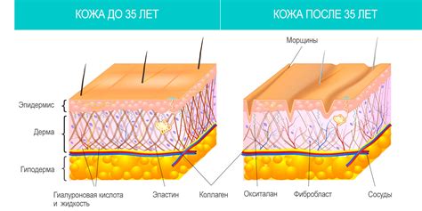 Что важно знать о здоровье и молодости кожи 20 фактов