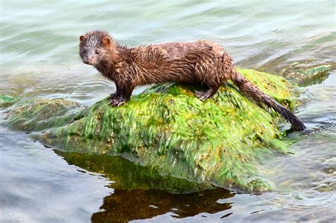 El Vis N Americano Una Especie Invasora Hu Sped Del Covid