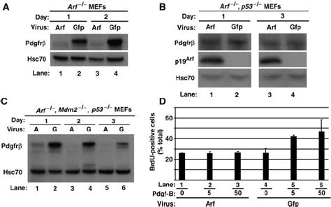 Downregulation Of Pdgfr B By P Arf Can Occur In The Absence Of Mdm