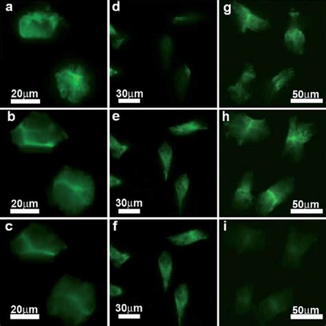 Confocal Laser Scanning Microscopy Images Of Caco Crystals Prepared