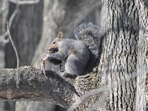 Do Squirrels Eat Meat Megan Betcher