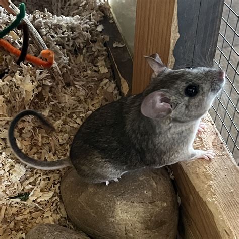 Ogden Nature Center Maddie Desert Woodrat