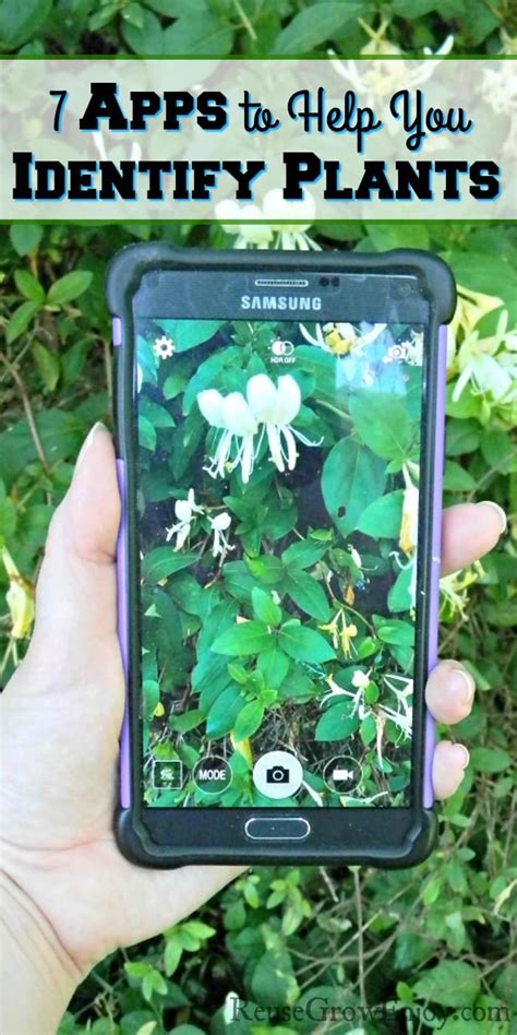 7 Apps to Help You Identify Plants - Reuse Grow Enjoy