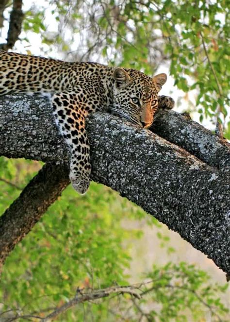 33 African Leopard Facts Panthera Pardus Pardus Storyteller Travel